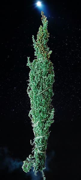 Mugwort Smudge Sticks: Herbs for Ritual &amp; Cleansing