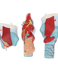 Enlarged Human Throat Model