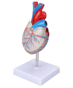 Heart Model: Anatomy, Physiology & 3D Models