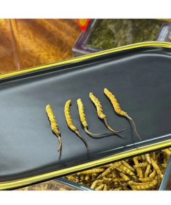Chinese Cordyceps (1g, 5 Sticks)