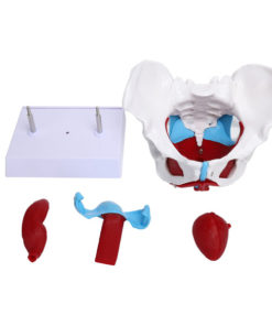 Pelvic Floor Muscle Model: Professional Training Tool for Hospitals
