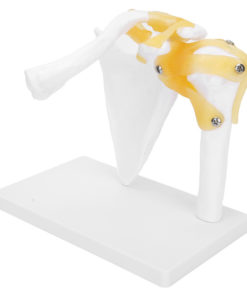 Life-Size Human Shoulder Joint Model with Ligaments - New