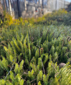 Fresh Spikemoss Herb: Whole & Loose Leaf