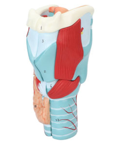 Posture Corrector