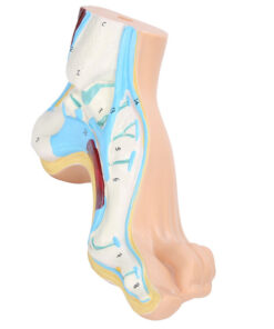Human Foot Model