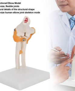 Elbow Joint Model