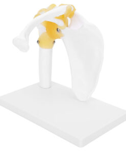 Shoulder Joint Model