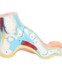 Human Foot Model