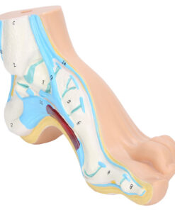 Human Foot Model