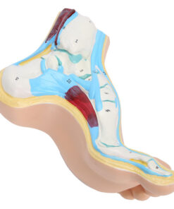 Human Foot Model