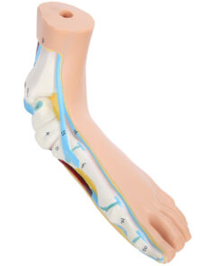Human Foot Model