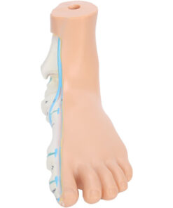 Human Foot Model: Flat Feet Correction & Support