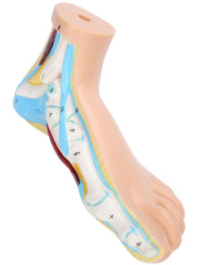 Human Foot Model - Flexed Leg