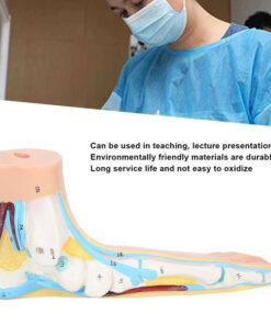 Human Foot Model