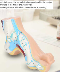 Foot Corrector