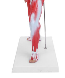 Muscle System Model