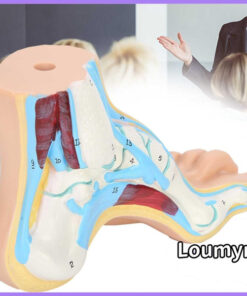 Human Foot Model for Flat Feet