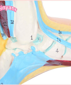 Human Foot Model