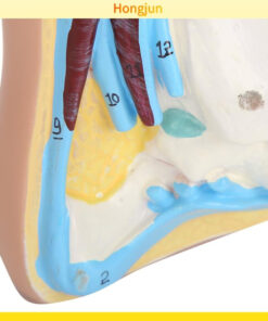 Flat Foot Human Foot Model