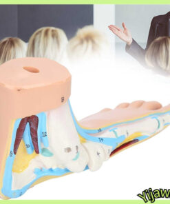 Human Foot Model for Flat Feet